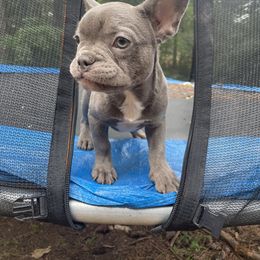 Girl 2 - Blue French Bulldog puppy in Jonesboro, Georgia from 24kt Frenchies