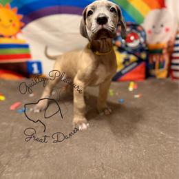 Dahlia - Blue female Great Dane puppy in Norton, Ohio from Guilty Pleasure Great Danes & Frenchies