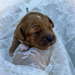 Eve - Red female Cavapoo puppy in Tucson, Arizona from Cavapoo Puppy Parade