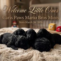 Mario - Black male Poodle puppy in Plainfield, New Jersey from Caris Paws Poodles and Labradoodles