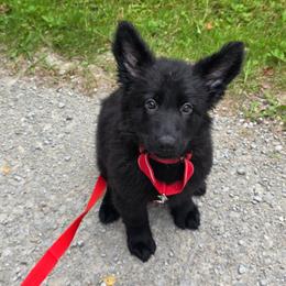 Red colar - Black female German Shepherd puppy in Oscoda, Michigan from Sstar