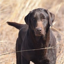 Labrador Retrievers from Red Label Kennels