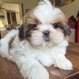 Mia - Brindle female Shih Tzu puppy in Stroudsburg, Pennsylvania from Puppyville Pa Shih Tzu & frenchies