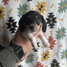 Dachshund Puppies from Thomas Homestead and Rabbitry