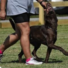 Labrador Retrievers from Jacquye Schimmel