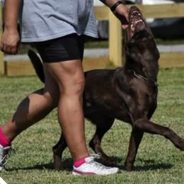 Labrador Retrievers from Jacquye Schimmel