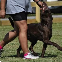 Labrador Retrievers from Jacquye Schimmel