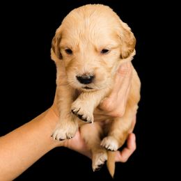 Madeline ( Dark purple collar) - Dark golden female Golden Retriever puppy in Oregon from A Goldens First Love