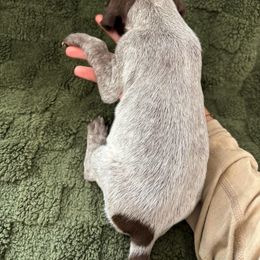 German Shorthaired Pointer Puppies from Golden pointers