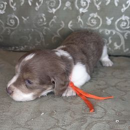 Froggy (orange collar) - Fawn (isabella) and cream male Dachshund puppy in Lexington, Oklahoma from BooneDox Miniature Dachshunds