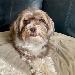 Coco - Havanese