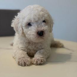 Casper - White male Poodle puppy in Grass Valley, California from Cuddle Paws Poodles