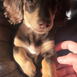 Delilah - Dachshund