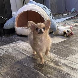 Duncan 4,400 - Blue fawn male Chihuahua puppy in Summerfield, Florida from Uey’s Chihuahuas