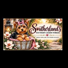 Yorkshire Terriers from Gone to the Dogs Kennel