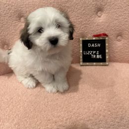 Dash - Coton de Tulear puppy in Surprise, Arizona from Lizzy’s Tribe