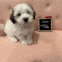 Dash - Coton de Tulear puppy in Surprise, Arizona from Lizzy’s Tribe