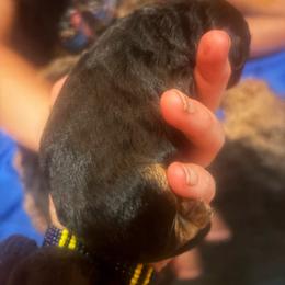 Girl one - Black and tan female Welsh Terrier puppy in Edina, Minnesota from Snow Dragon Welsh Terriers