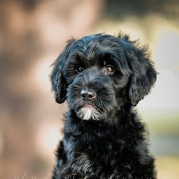 Goldendoodle Puppies from Ruby Doodles of Louisiana