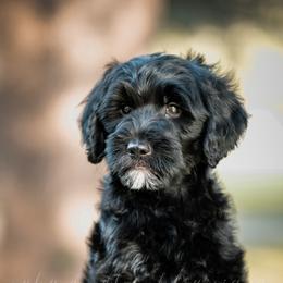 Goldendoodle Puppies from Ruby Doodles of Louisiana