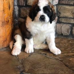 Aussiedoodle, Goldendoodle, Poodle, and Saint Berdoodle Puppies from Rocky Ridge Ranch