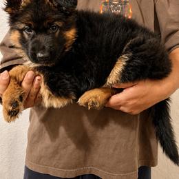 German Shepherd Puppies from Von Gonzalez Kennel