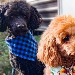 Poodles from Wilcox Breeding Service