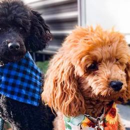 Poodles from Wilcox Breeding Service