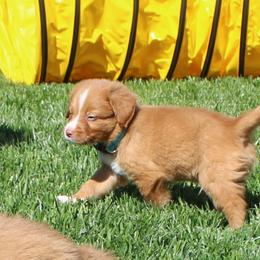 Nova Scotia Duck Tolling Retriever Puppies from Red Hill Tollers