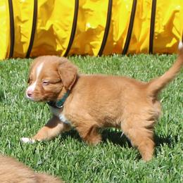 Nova Scotia Duck Tolling Retriever Puppies from Red Hill Tollers