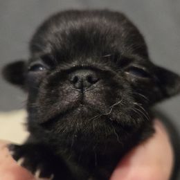 Black Female - Black female Pug puppy in Pinson, Alabama from Circus Pugs & Frenchies