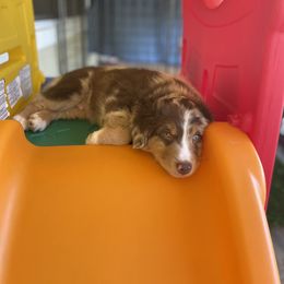 Miniature Australian Shepherd Puppies from Integrity Aussies Tx