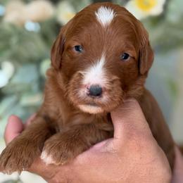 Lola - Red  female Goldendoodle puppy in Yuciapa, California from AlltheDoodlez_