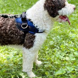Portuguese Water Dog Puppies from Top Notch Portuguese Water Dogs
