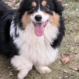 Schumaker's Boon - Black and tan male American Corgi puppy in Heyworth, Illinois from Schumaker Corgis