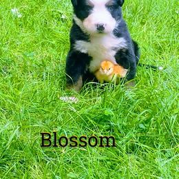 Blossom OFA - Black rust and white female Bernese Mountain Dog puppy in Strasburg, Ohio from Lois Allison