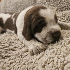 Dk Blue - Brown roan Spinone Italiano puppy in Alachua, Florida from Asperida Spinoni and Dachshunds