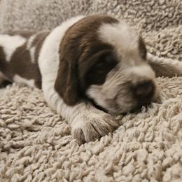 Dk Blue - Brown roan Spinone Italiano puppy in Alachua, Florida from Asperida Spinoni and Dachshunds