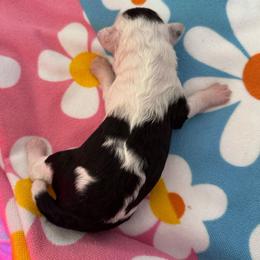 Girl 2 - Black tri-color female Aussiedoodle puppy in Reddick, Florida from Cooper’s Mini Doodles