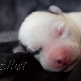 Elliot - Gray and white male Siberian Husky puppy in Addison, Michigan from Gray Run Siberian Huskies