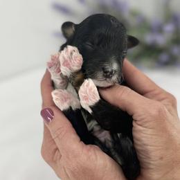 Shimmer - Tri-color female Bernedoodle puppy in La Plata, Maryland from Serenity Creek Doodles