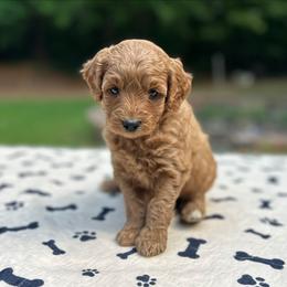 Arwen - Red  female Goldendoodle puppy in Pittsburg, Texas from Grace Springs Goldendoodles