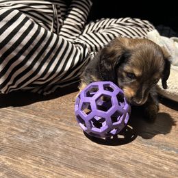 SOLD Miss Purple - Black and cream female Dachshund puppy in Missoula, Montana from Blue Star Dachshunds