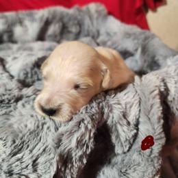 Burgundy - Golden female Golden Retriever puppy in Lucasville, Ohio from Halo Kennels