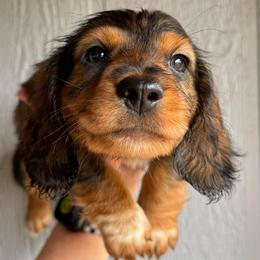 Thin mint - Black and tan male Dachshund puppy in New Mexico from Zia Trail Doxies