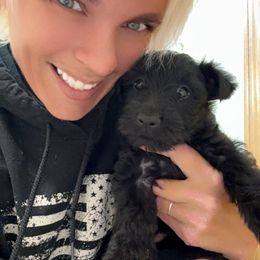 Princess - Red brindle female Scottish Terrier puppy in Mancelona, Michigan from Stefany Farm of Happiness