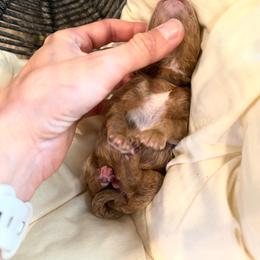 Bacon - Red  male Poodle puppy in Queen Creek, Arizona from Poised Poodles