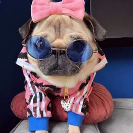 Pugs from Pug Perfection Puppies