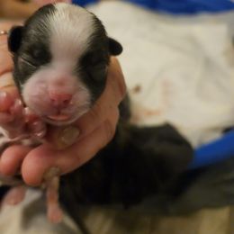 Girl 3 - Brindle and white Shih Tzu puppy in Cook County, Illinois from My Tzu Crew