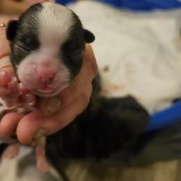 Girl 3 - Brindle and white Shih Tzu puppy in Cook County, Illinois from My Tzu Crew